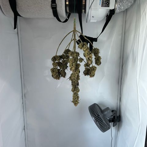 Royal Queen 1 growlog timeline photo