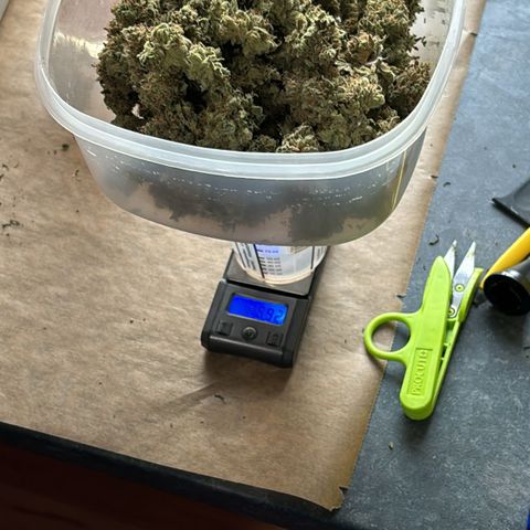 Royal Queen 1 growlog timeline photo
