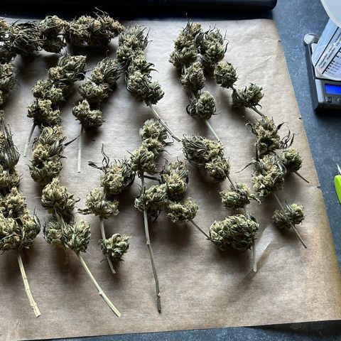 Royal Queen 1 growlog timeline photo