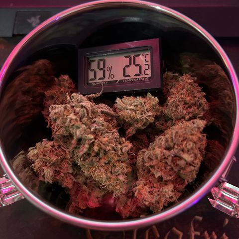 Royal Queen 1 growlog timeline photo