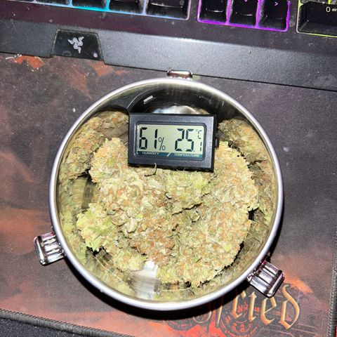 Royal Queen 1 growlog timeline photo