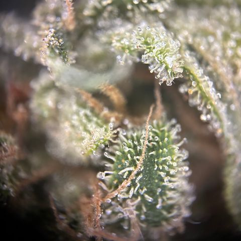Royal Queen 1 growlog timeline photo