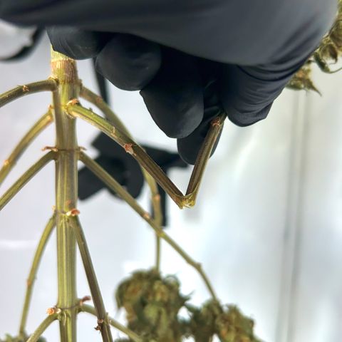 Royal Queen 1 growlog timeline photo
