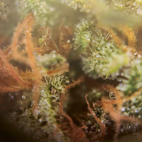 Royal Queen 1 growlog timeline photo