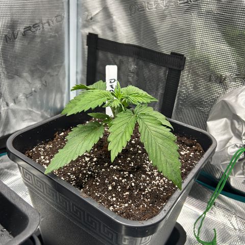 Zwerg #1 growlog timeline photo