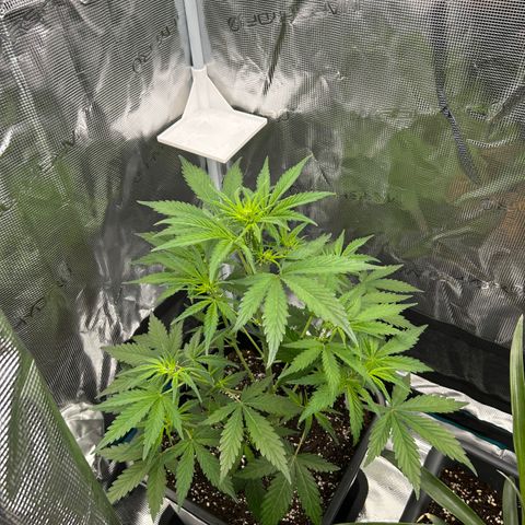 Zwerg #1 growlog timeline photo