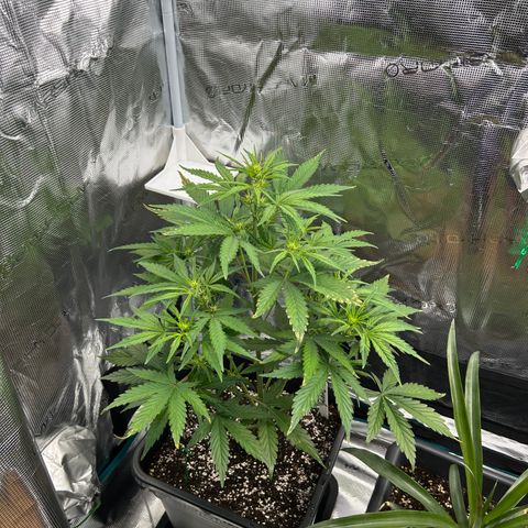 Zwerg #1 growlog timeline photo