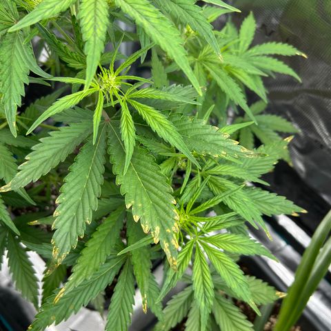 Zwerg #1 growlog timeline photo