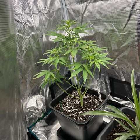 Zwerg #1 growlog timeline photo