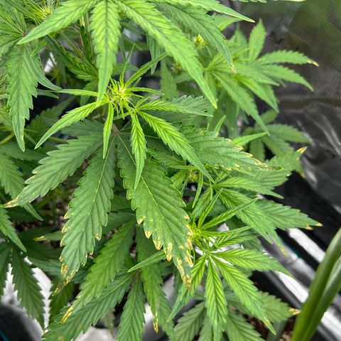 Zwerg #1 growlog timeline photo