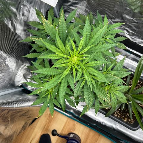Zwerg #1 growlog timeline photo