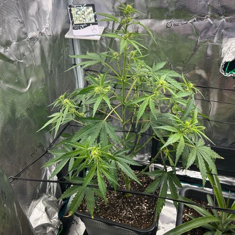 Zwerg #1 growlog timeline photo