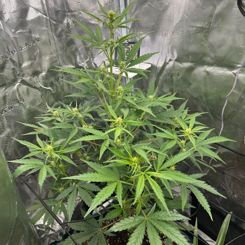 Zwerg #1 growlog timeline photo