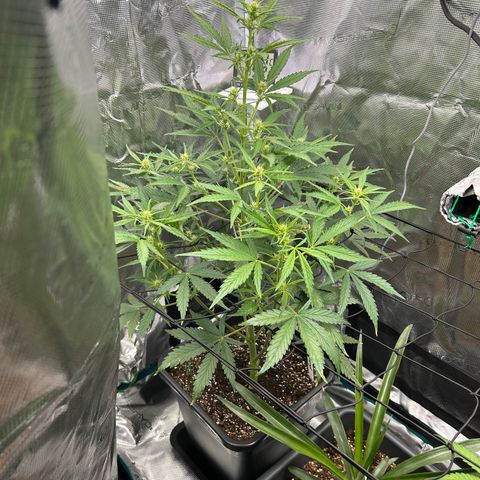 Zwerg #1 growlog timeline photo