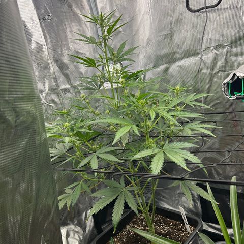 Zwerg #1 growlog timeline photo
