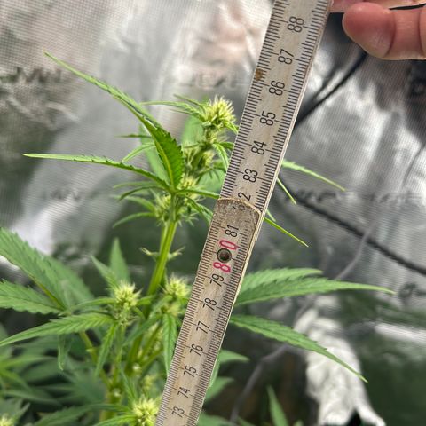 Zwerg #1 growlog timeline photo