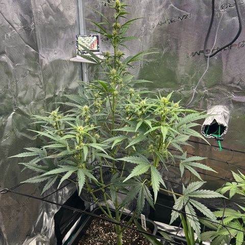 Zwerg #1 growlog timeline photo