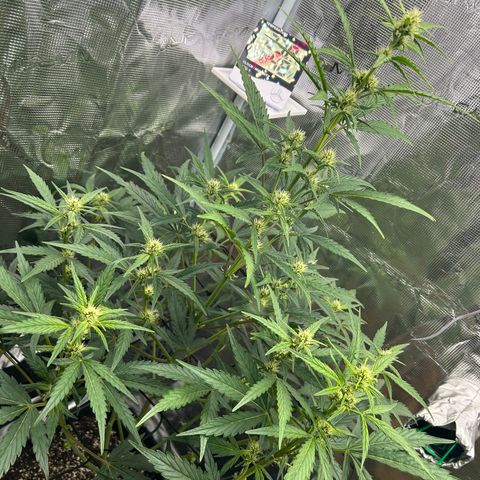 Zwerg #1 growlog timeline photo
