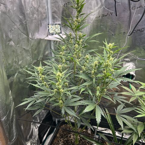 Zwerg #1 growlog timeline photo