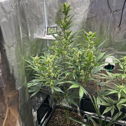Zwerg #1 growlog timeline photo