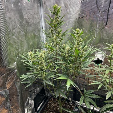 Zwerg #1 growlog timeline photo