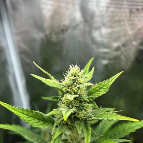 Zwerg #1 growlog timeline photo