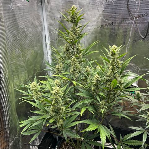 Zwerg #1 growlog timeline photo