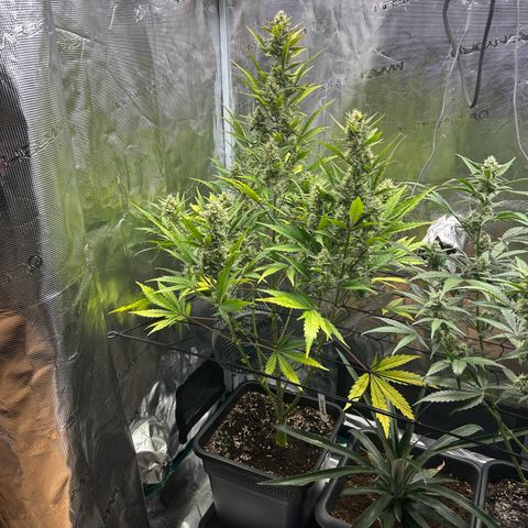 Zwerg #1 growlog timeline photo