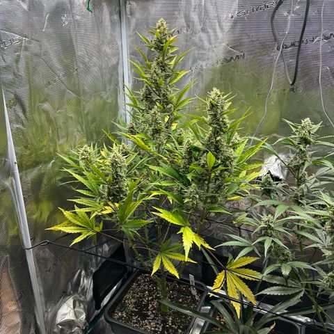 Zwerg #1 growlog timeline photo