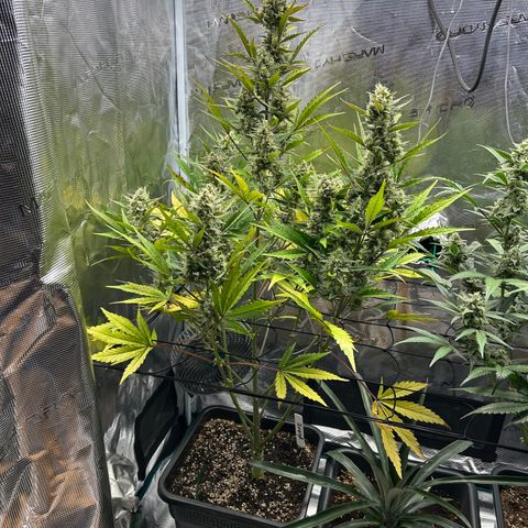 Zwerg #1 growlog timeline photo