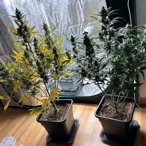 Zwerg #1 growlog timeline photo