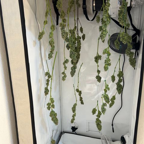 Zwerg #1 growlog timeline photo
