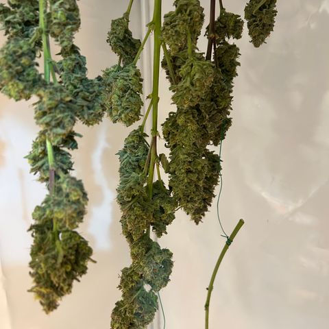 Zwerg #1 growlog timeline photo