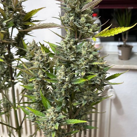 Zwerg #1 growlog timeline photo