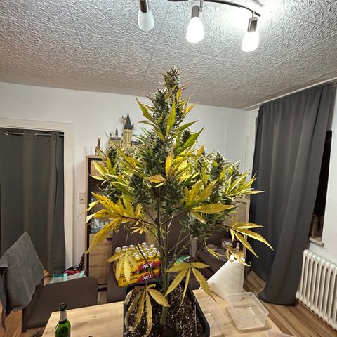 Zwerg #1 growlog timeline photo