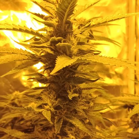 Bruce Banner Auto growlog timeline photo