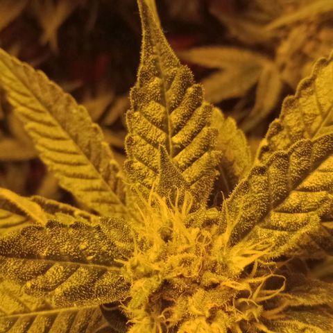 Bruce Banner Auto growlog timeline photo