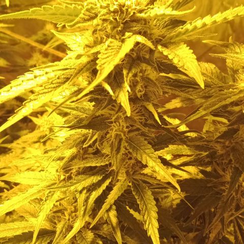 Bruce Banner Auto growlog timeline photo