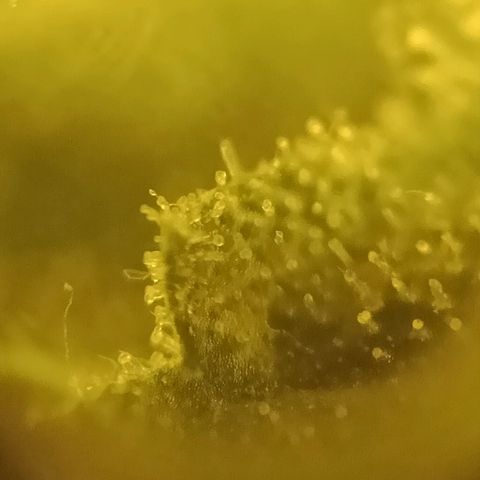 Bruce Banner Auto growlog timeline photo
