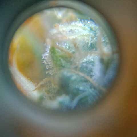 Bruce Banner Auto growlog timeline photo