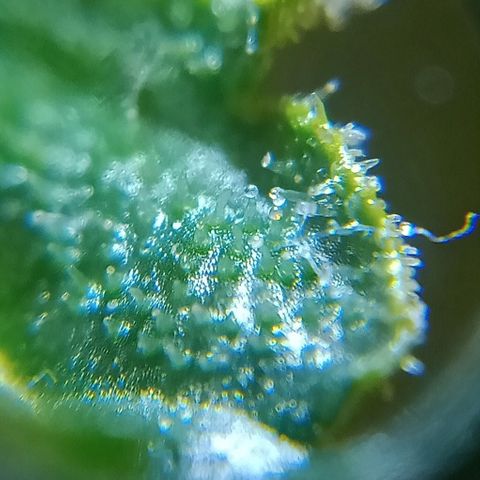 Bruce Banner Auto growlog timeline photo