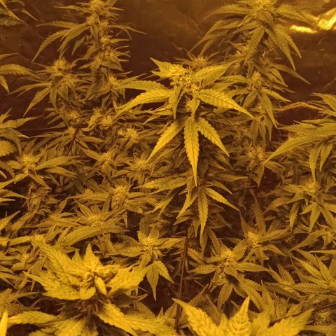 Bruce Banner Auto growlog timeline photo