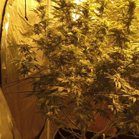 Bruce Banner Auto growlog timeline photo