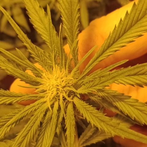 Bruce Banner Auto growlog timeline photo