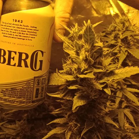 Bruce Banner Auto growlog timeline photo