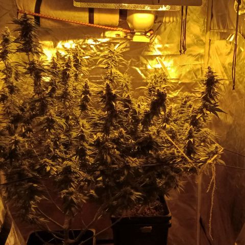 Bruce Banner Auto growlog timeline photo