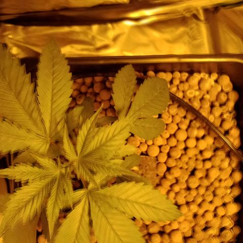 Bruce Banner Auto growlog timeline photo