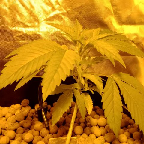 Bruce Banner Auto growlog timeline photo