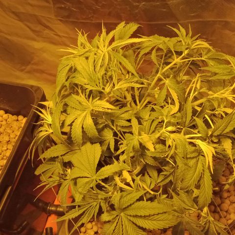 Bruce Banner Auto growlog timeline photo
