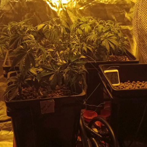 Bruce Banner Auto growlog timeline photo